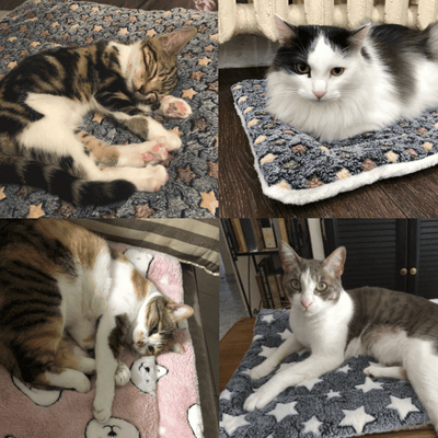 ComfyCats™- Cozy Calming Cat Blanket (50% OFF) 